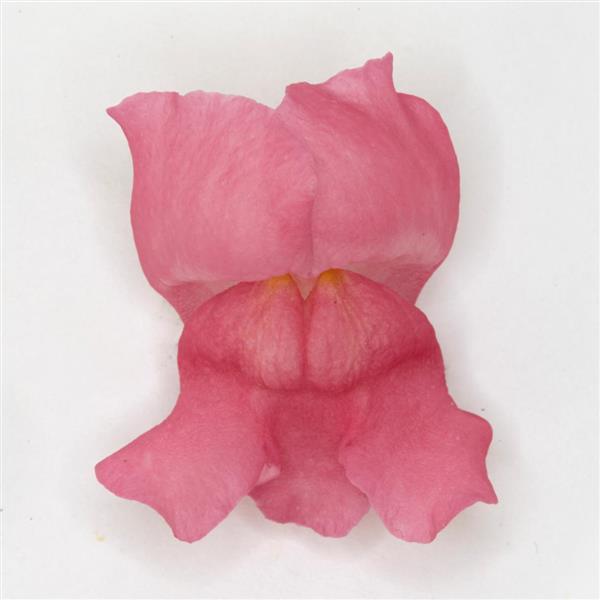 Potomac™ Dark Pink Snapdragon - FloretShot, White Background