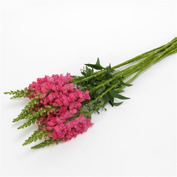 Potomac™ Dark Pink Snapdragon - Grower Bunch