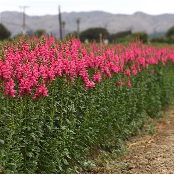 Potomac™ Dark Pink Snapdragon - Greenhouse