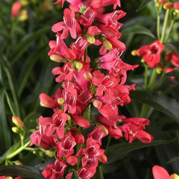 Penstemon barbatus Rock Candy® Coral - Bloom