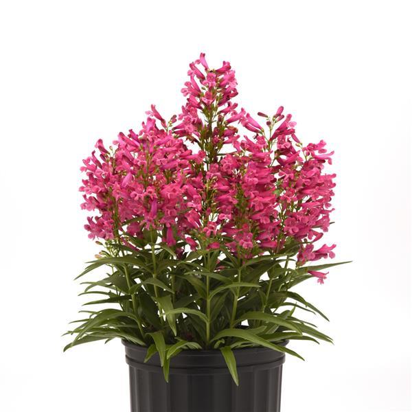 Penstemon barbatus Rock Candy® Pink Improved - Container