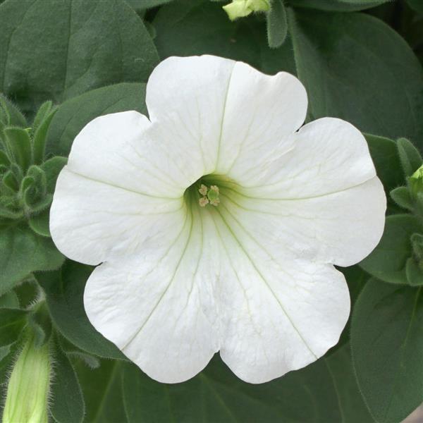 Headliner™ White Petunia - Bloom