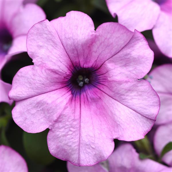 Headliner™ Crystal Pink Petunia - Bloom