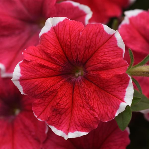 Headliner™ Strawberry Picotee Petunia - Bloom