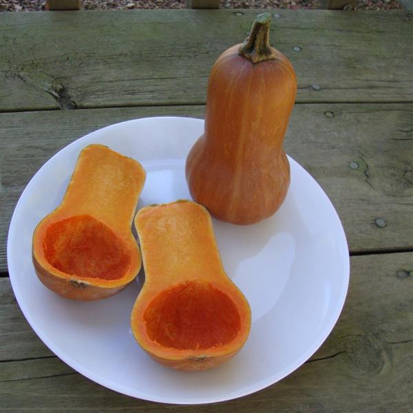 Honeynut Squash - Bloom