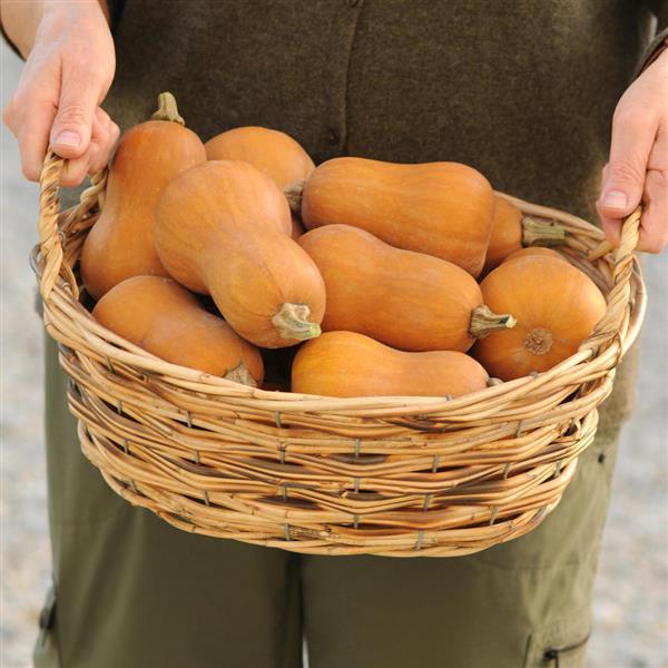 Honeynut Squash - Container