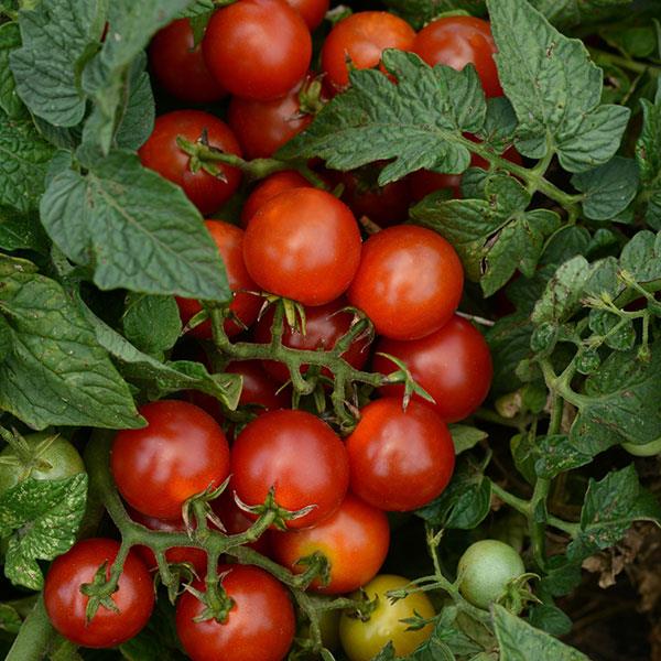 Little Bing Tomato - Bloom