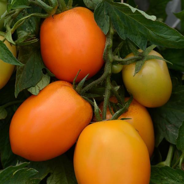 Sunrise Sauce Tomato - Bloom