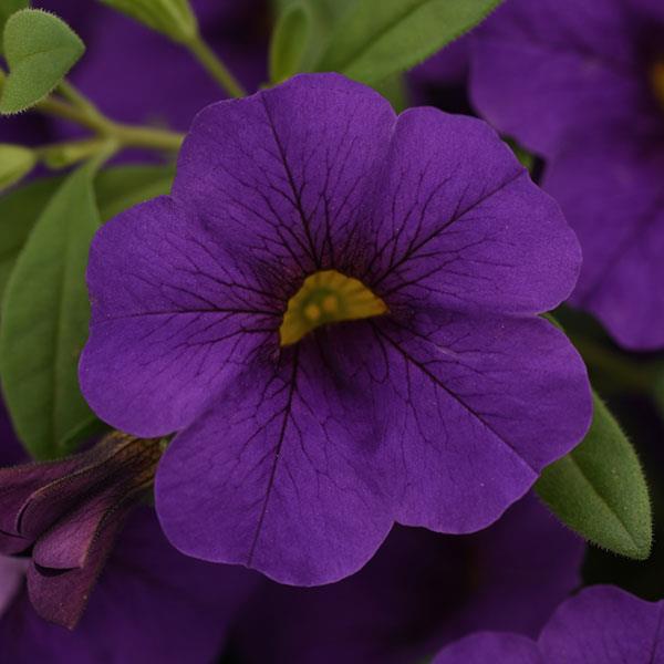 Cabaret® Midnight Blue Calibrachoa - Bloom