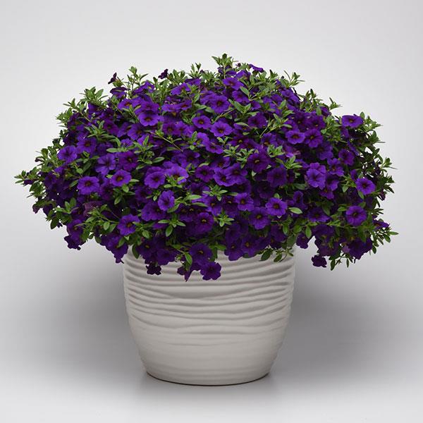 Cabaret® Midnight Blue Calibrachoa - Container