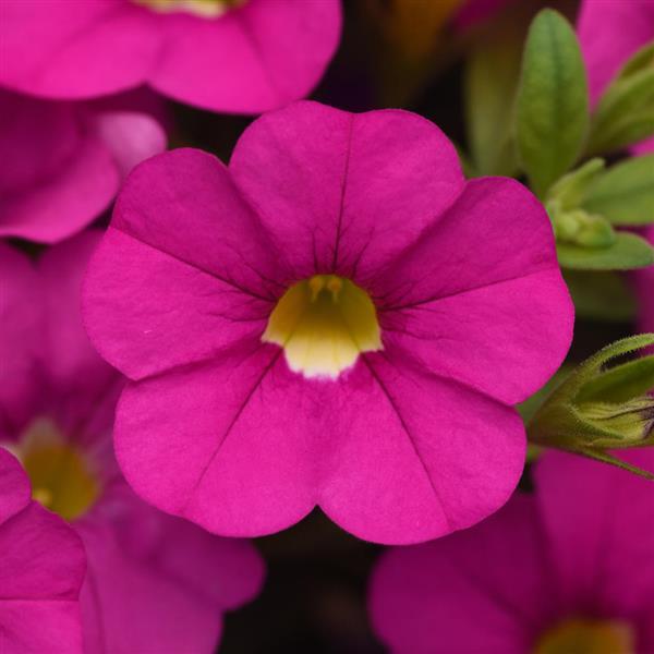 Cabaret® Pink Calibrachoa - Bloom