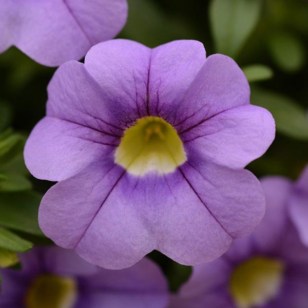Cabaret® Sky Blue Calibrachoa - Bloom