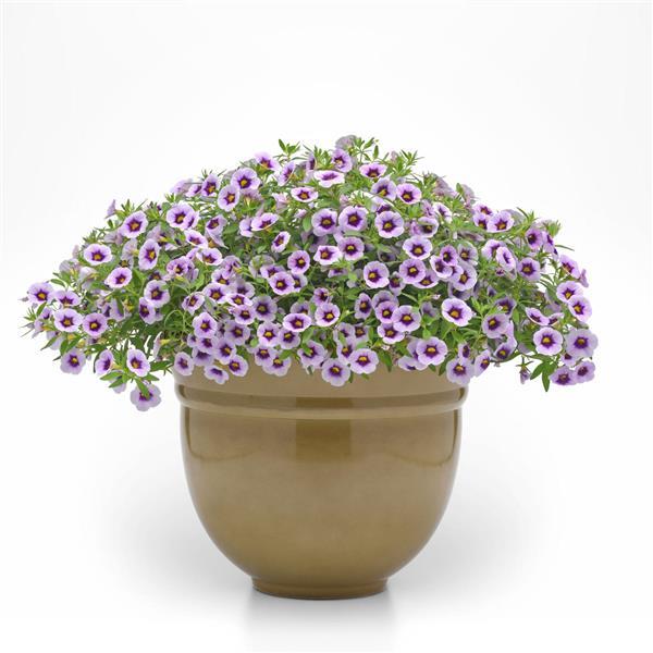 Cabaret® Lavender Kiss Calibrachoa - Container