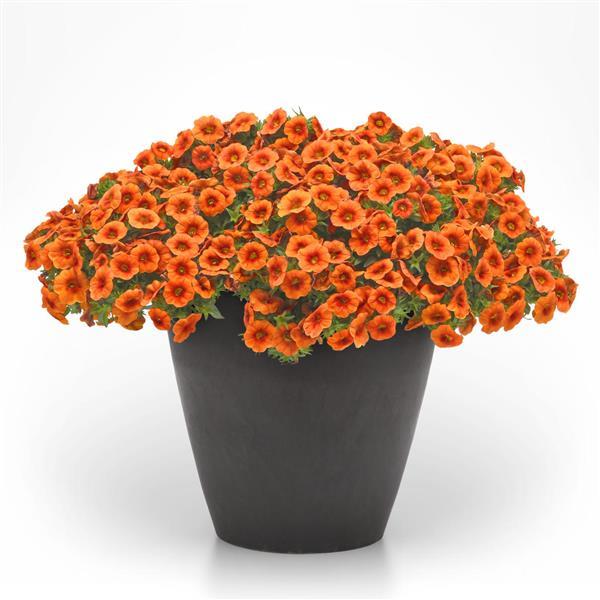 Cabaret® Bright Orange Calibrachoa - Container