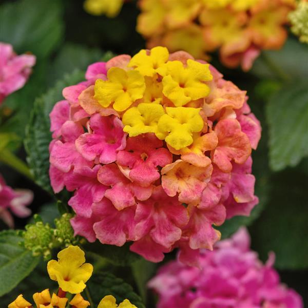 Shamrock™ Rose Lantana - Bloom