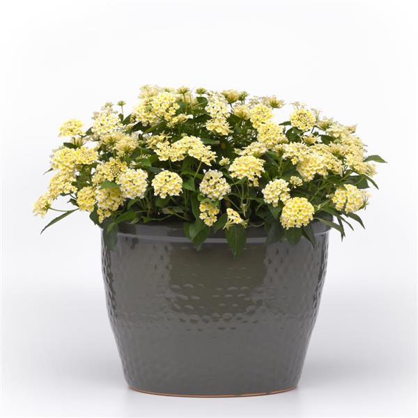 Shamrock™ Butterscotch Glow Lantana - Container
