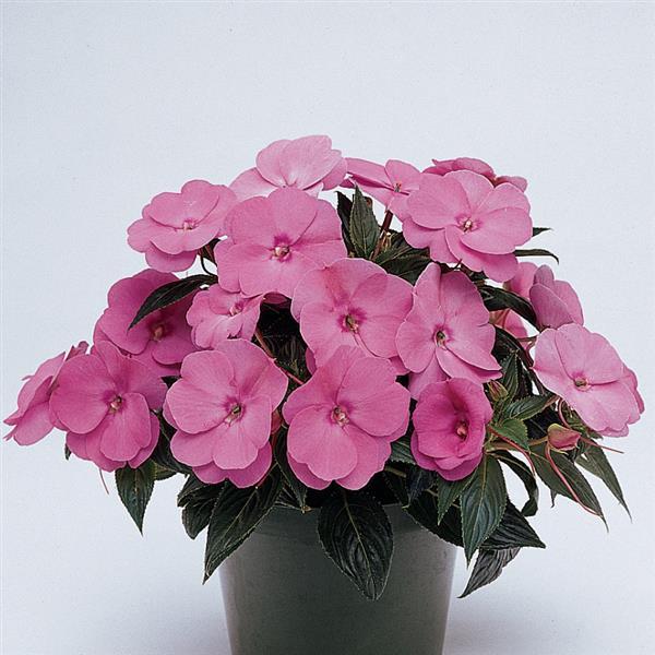 Celebration Pink New Guinea Impatiens - Container