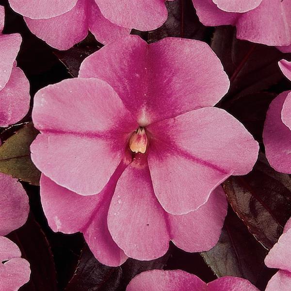 Celebration Purple Star New Guinea Impatiens - Bloom