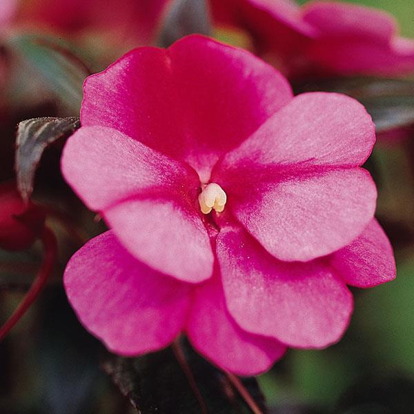 Celebration Rose Star New Guinea Impatiens - Bloom
