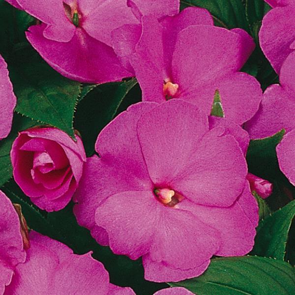 Celebration Lavender Glow New Guinea Impatiens - Bloom