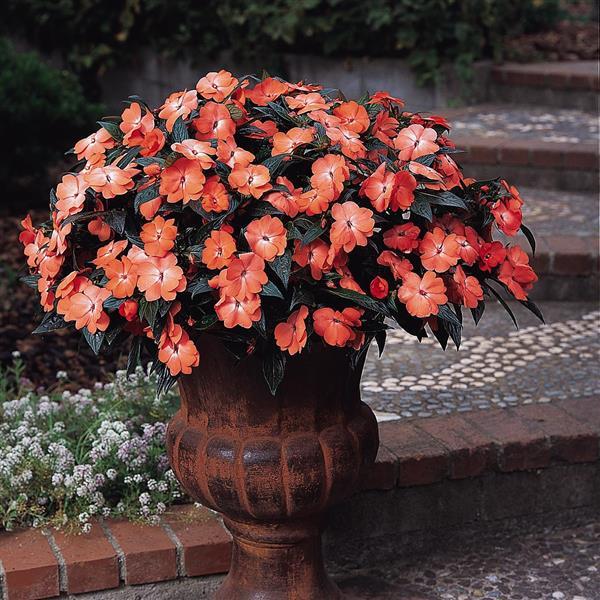 Celebration Tropical Peach New Guinea Impatiens - Container