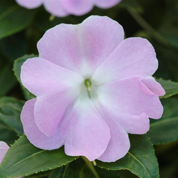 Celebration Icy Blue New Guinea Impatiens - Bloom