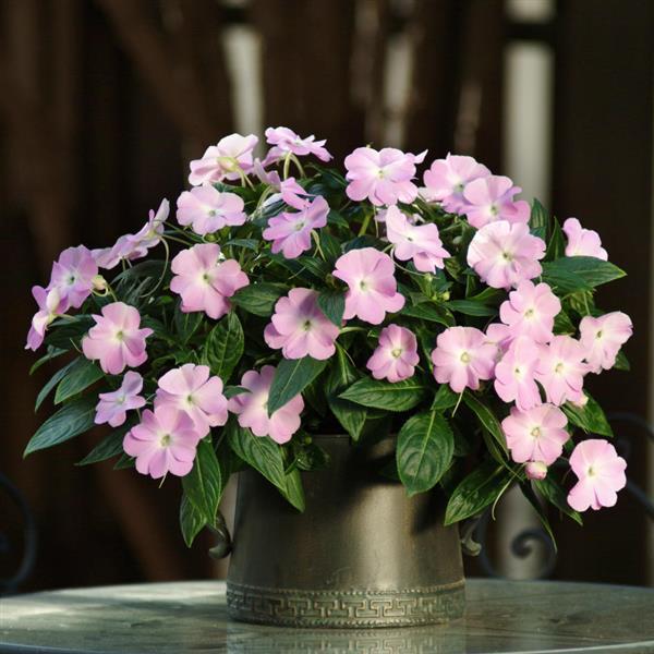 Celebration Icy Blue New Guinea Impatiens - Container