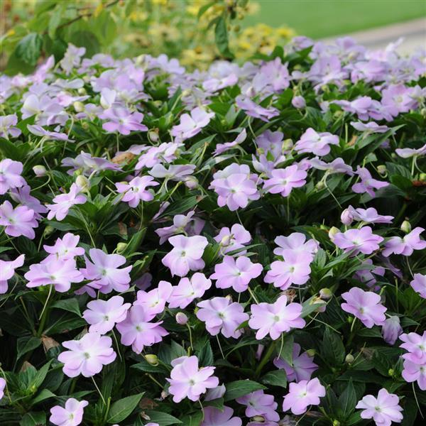 Celebration Icy Blue New Guinea Impatiens - Landscape