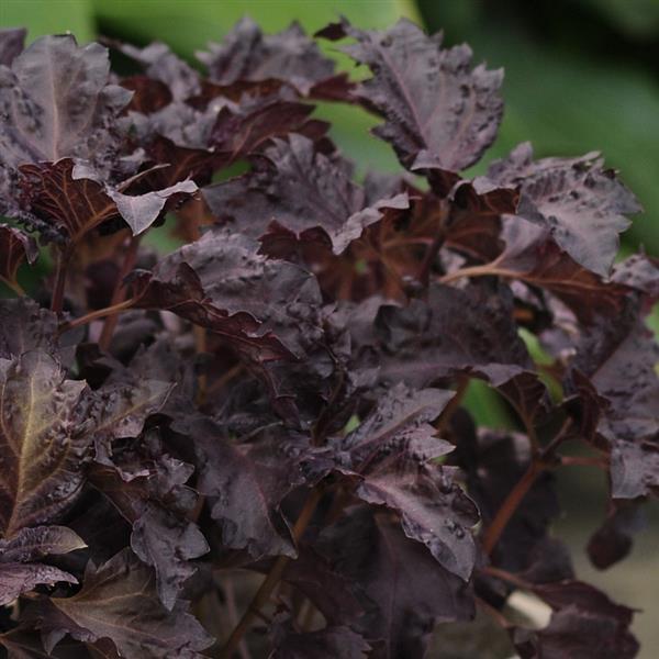 Purple Ruffles Basil - Bloom