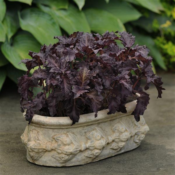 Purple Ruffles Basil - Container