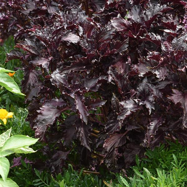 Purple Ruffles Basil - Landscape