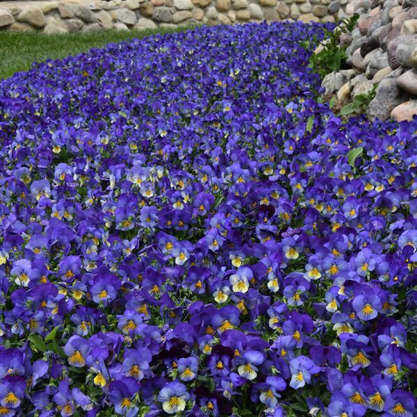 Cool Wave® Blue Skies Spreading Pansy - Landscape