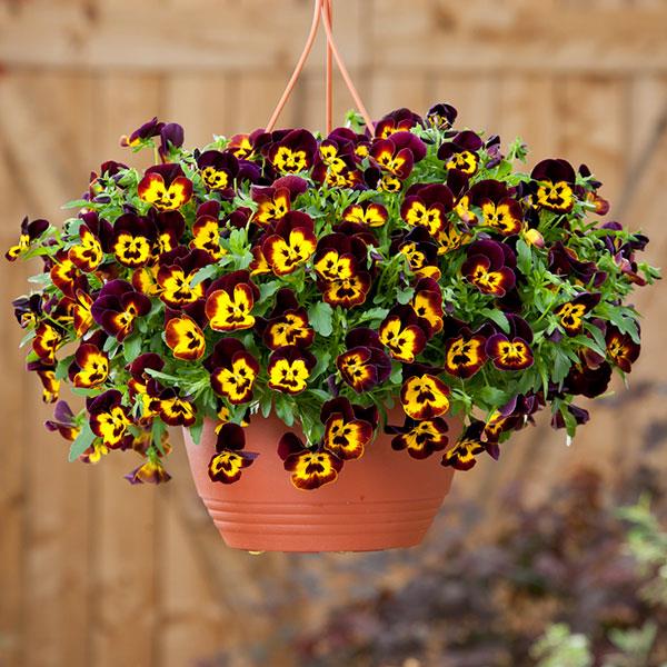 Cool Wave® Fire Spreading Pansy - Basket