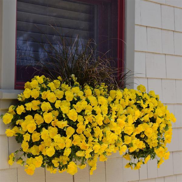 Cool Wave® Golden Yellow Spreading Pansy - Commercial Landscape 1