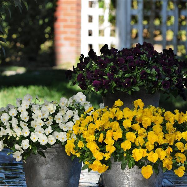 Cool Wave® Golden Yellow Spreading Pansy - Landscape