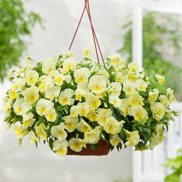Cool Wave® Lemon Spreading Pansy - Basket