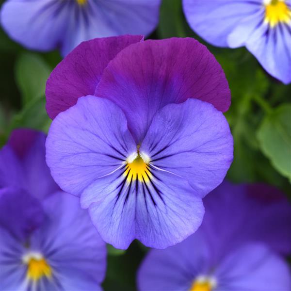 Cool Wave® Violet Blue Spreading Pansy - Bloom