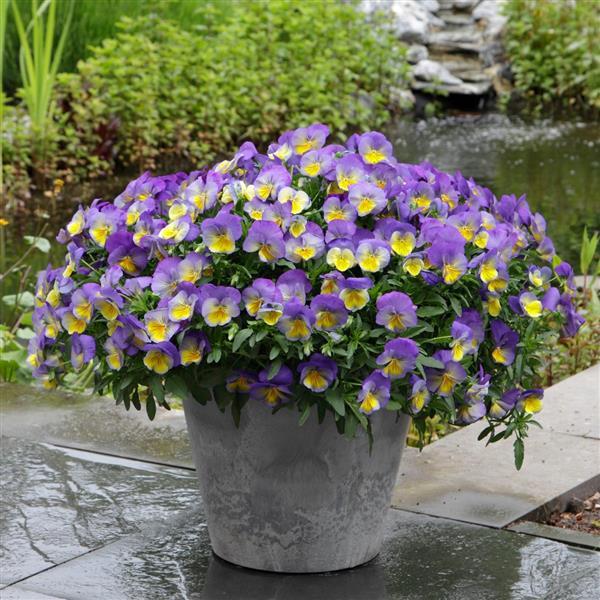 Cool Wave® Morpho Spreading Pansy - Container