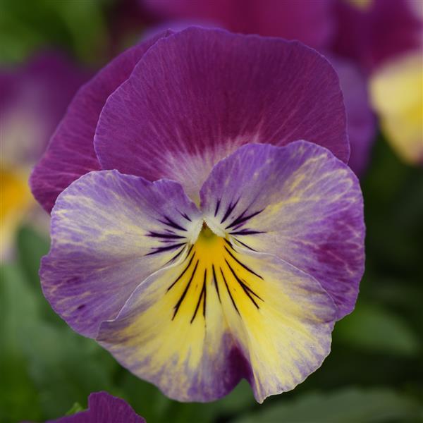 Cool Wave® Raspberry Swirl Spreading Pansy - Bloom
