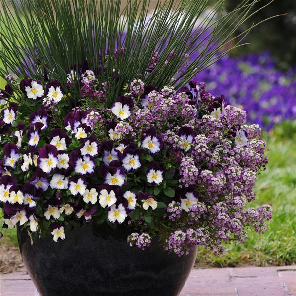 Cool Wave® Violet Wing Spreading Pansy - Commercial Landscape 2