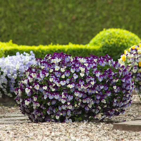 Cool Wave® Violet Wing Spreading Pansy - Landscape