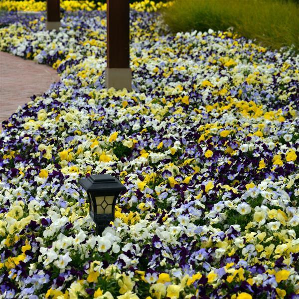 Cool Wave® Mixture Spreading Pansy - Commercial Landscape 1