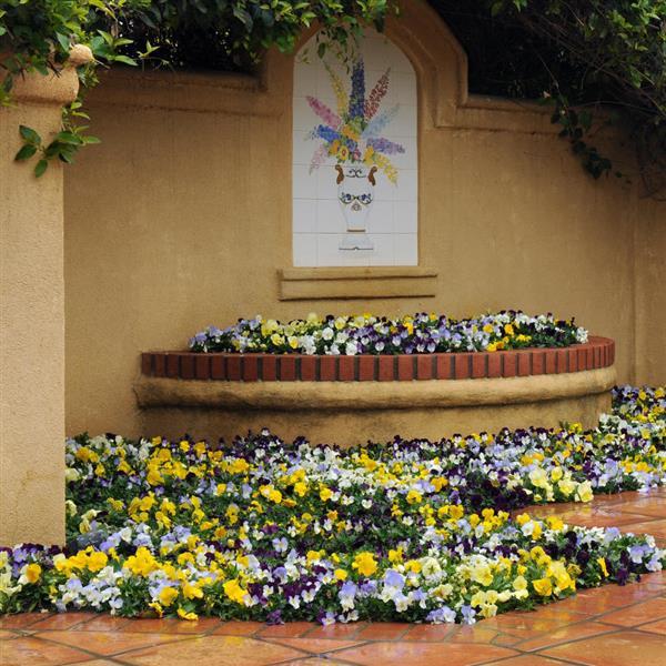 Cool Wave® Mixture Spreading Pansy - Commercial Landscape 2