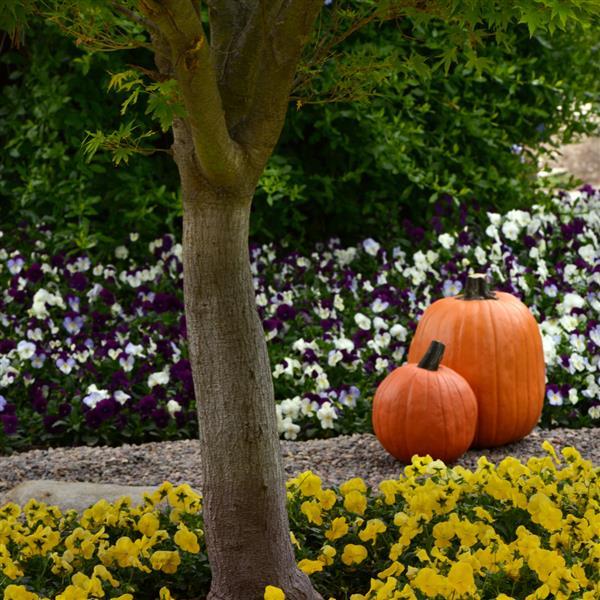 Cool Wave® Berries 'N Cream Mixture Spreading Pansy - Landscape