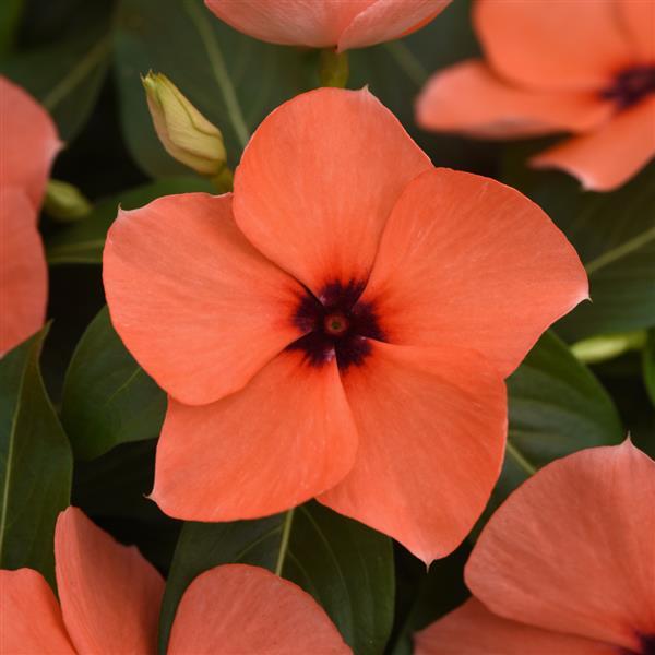 Tattoo™ Orange Vinca - Bloom