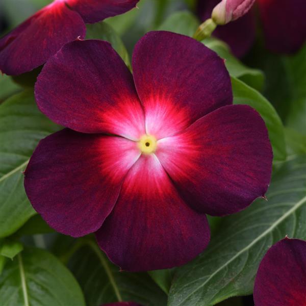 Tattoo™ Boysenberry Vinca - Bloom