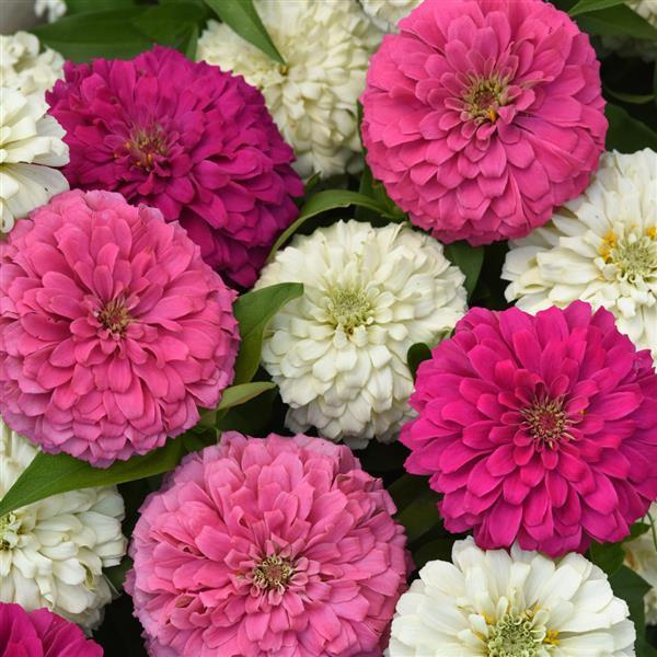 Elegant™ Soft Mixture Zinnia - Bloom