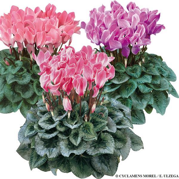 Halios® Select Flame Mix Silverleaf Cyclamen - Bloom