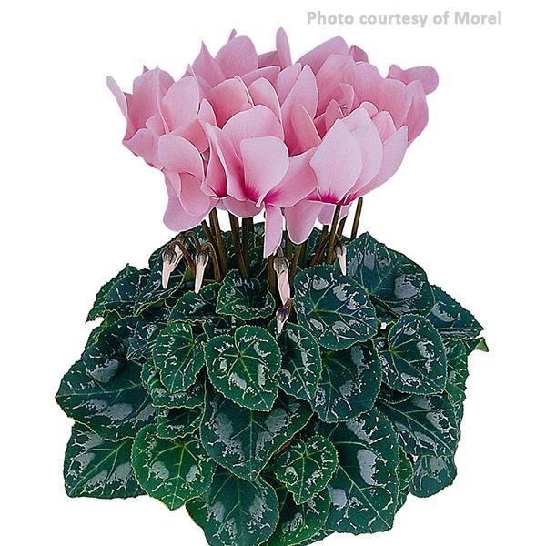 Latinia® Rose Eye Cyclamen - Bloom