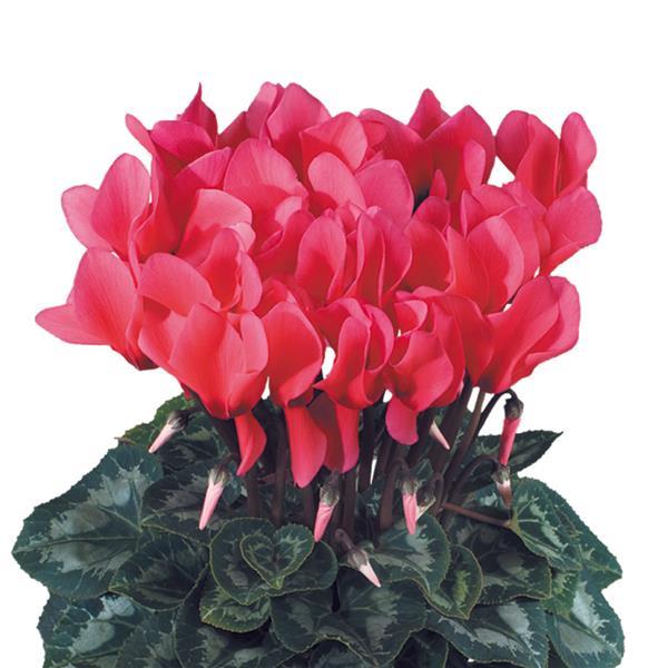 Latinia® Success Salmon Cyclamen - Bloom